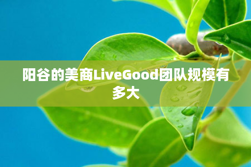 阳谷的美商LiveGood团队规模有多大